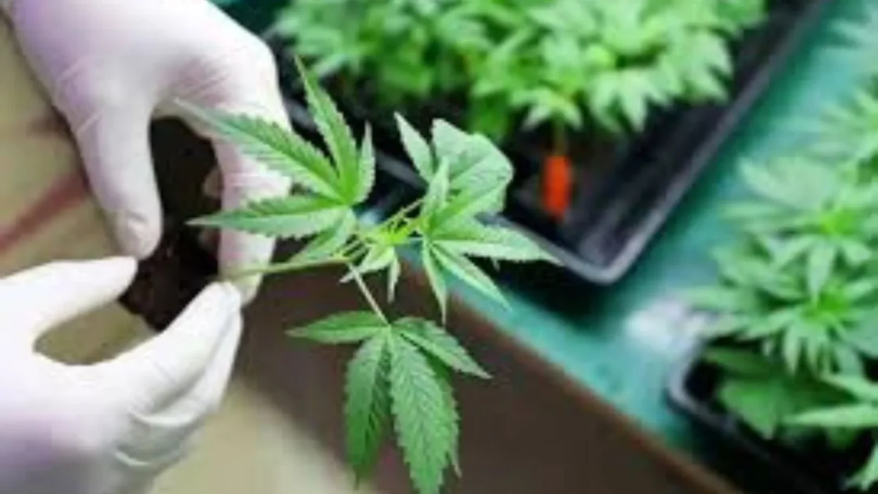 Nicknames for Weed
