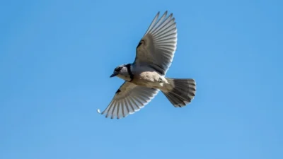 Blue Jay Meaning