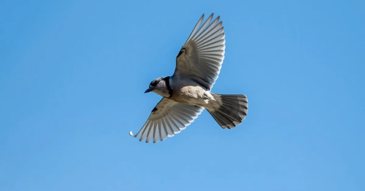 Blue Jay Meaning